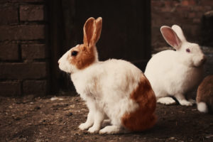 Animal Rights Activism | End Animal Testing